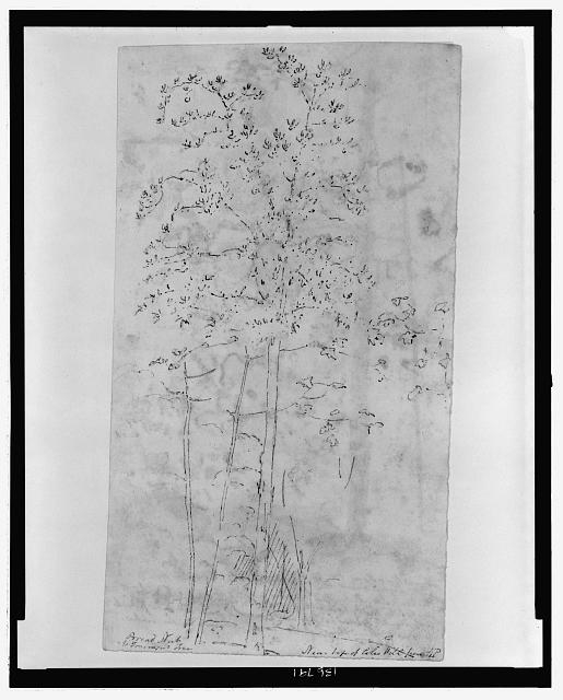 Bread nut [i.e., breadnut] and trumpet tree[s], near top...