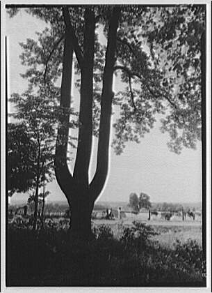 Farming scenes. Three-branch tree and cattle in field