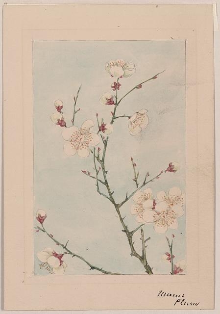 [Plum branches with blossoms]