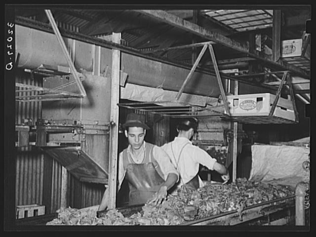 Packing broccoli. Elsa, Texas