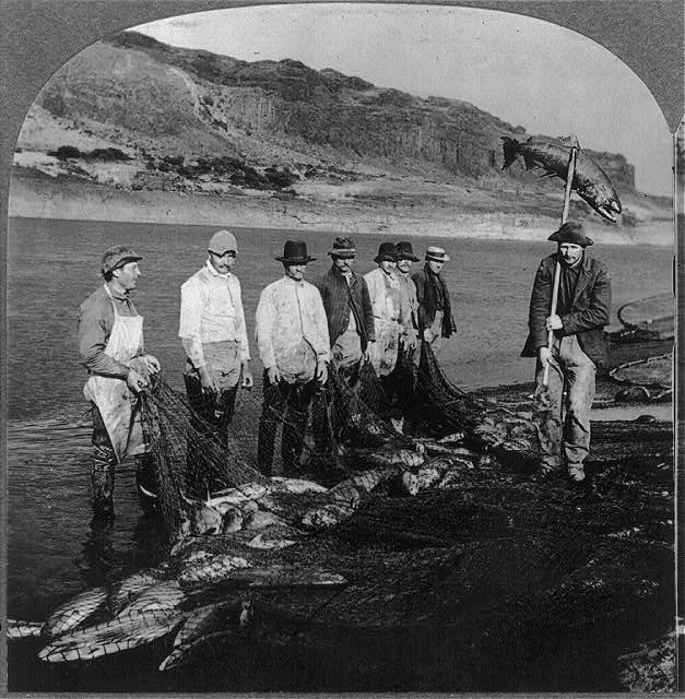 Salmon caught with nets on the Columbia River, Oregon
