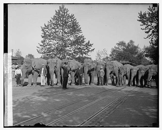 [Elephants], 6/9/29