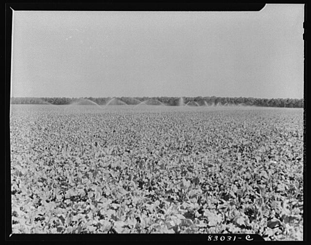 Bridgeton, New Jersey. Seabrook Farm. Irrigation of the...
