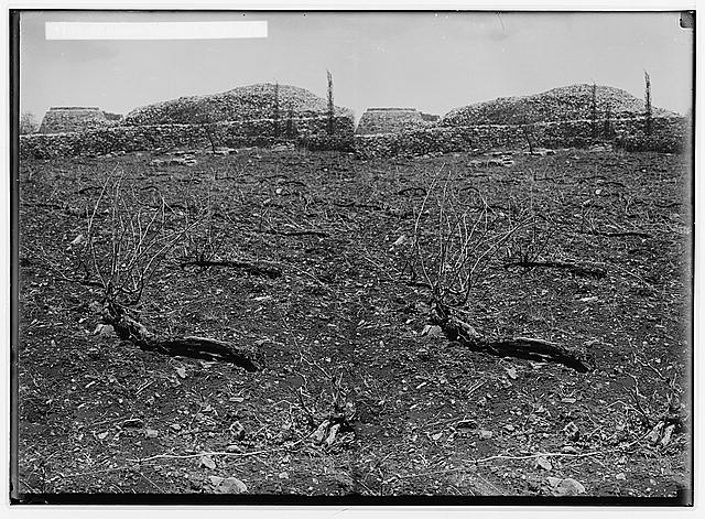 The terrible plague of locusts in Palestine, March-June...