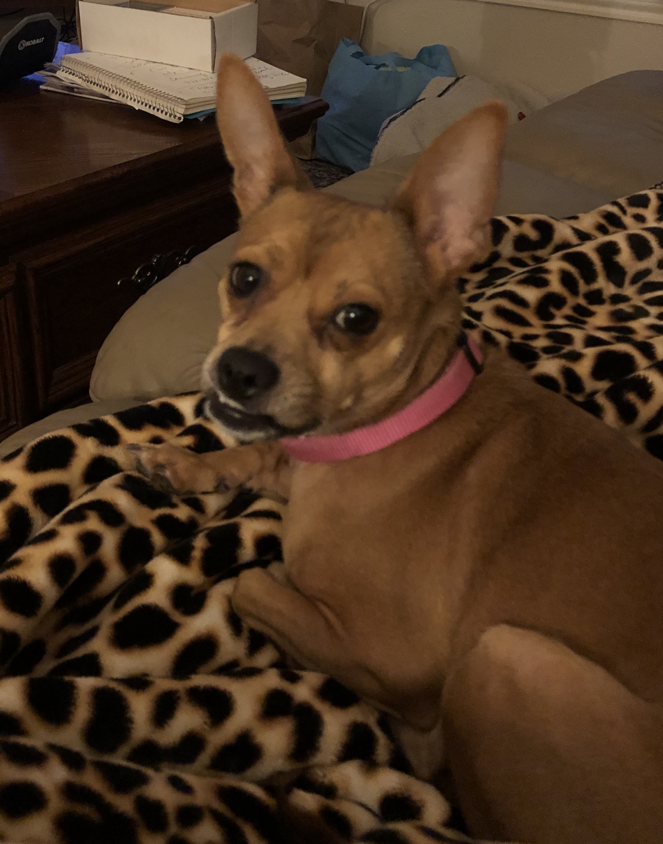 Miss Belle