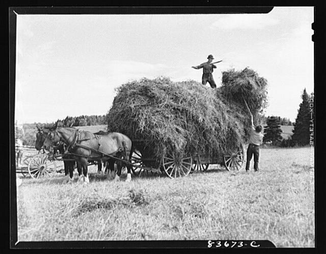 Fort Kent, Maine. (vicinity). Putting up hay on Albert...