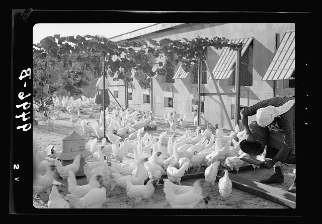 The Bethlehem Poultry Farm. (Esan Safieh). Feeding the...