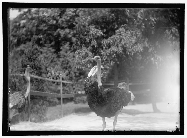 ZOO, WASHINGTON, D.C.: OSTRICHES