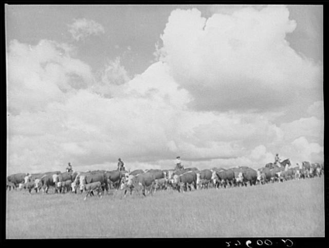 Driving cattle. Three Circle roundup. Custer National...