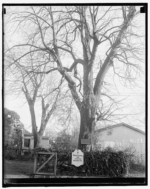 Tree planted by Geo. Wash., at Fredericksburg, Va.