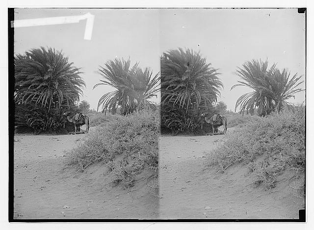 To Sinai via the desert. Wady Gharandel, palms of Elim.