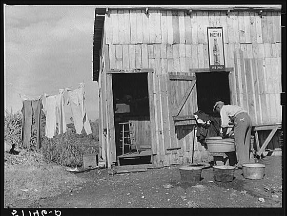 Migrant vegetable pickers. The tailor and cleaner to the...