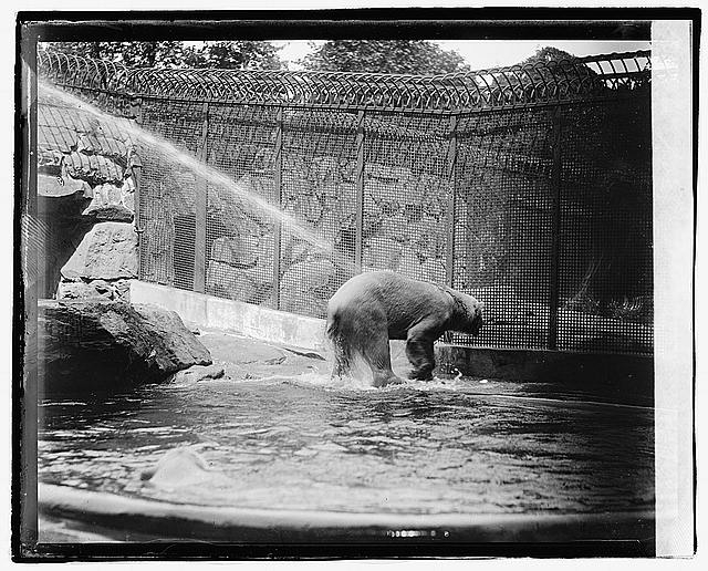 Zoo, Polar Bear