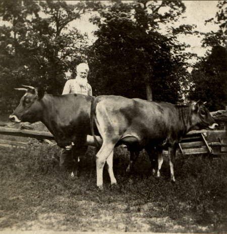 Unknown Man with Cows