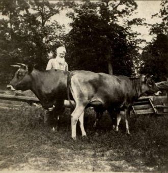 Unknown Man with Cows
