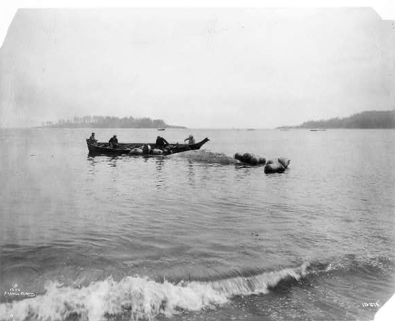 [Makah Indian whalers landing whales at Neah Bay,...