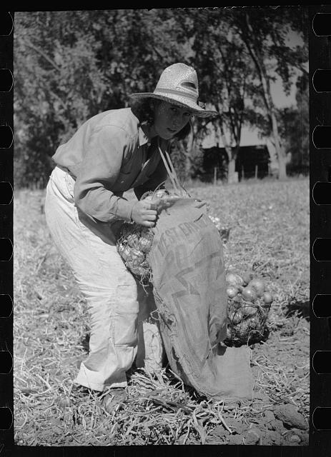 Girl fills bag with onions, Delta County, Colorado