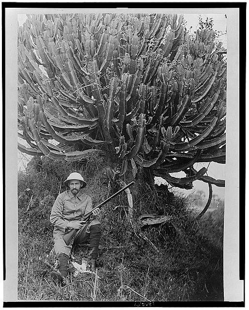 Africa, rubber tree