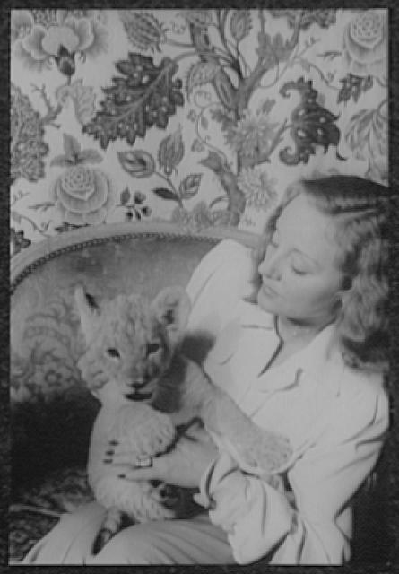 [Portrait of Tallulah Bankhead, holding lion cub Winston...