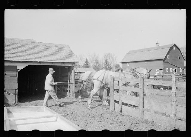 Leading horses to the barn, Grundy County, Iowa