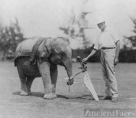 Elephant Golf Caddy
