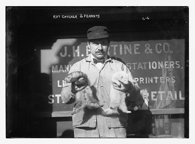 Rat catcher holding ferrets