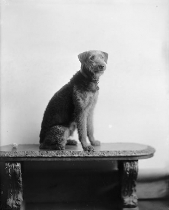 Laddie Boy Warren G. Harding's Dog