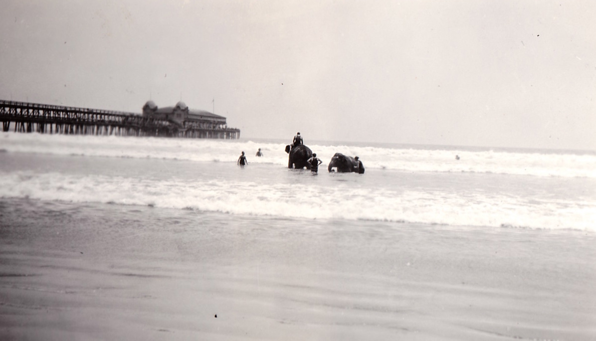 Elephants on the Beach