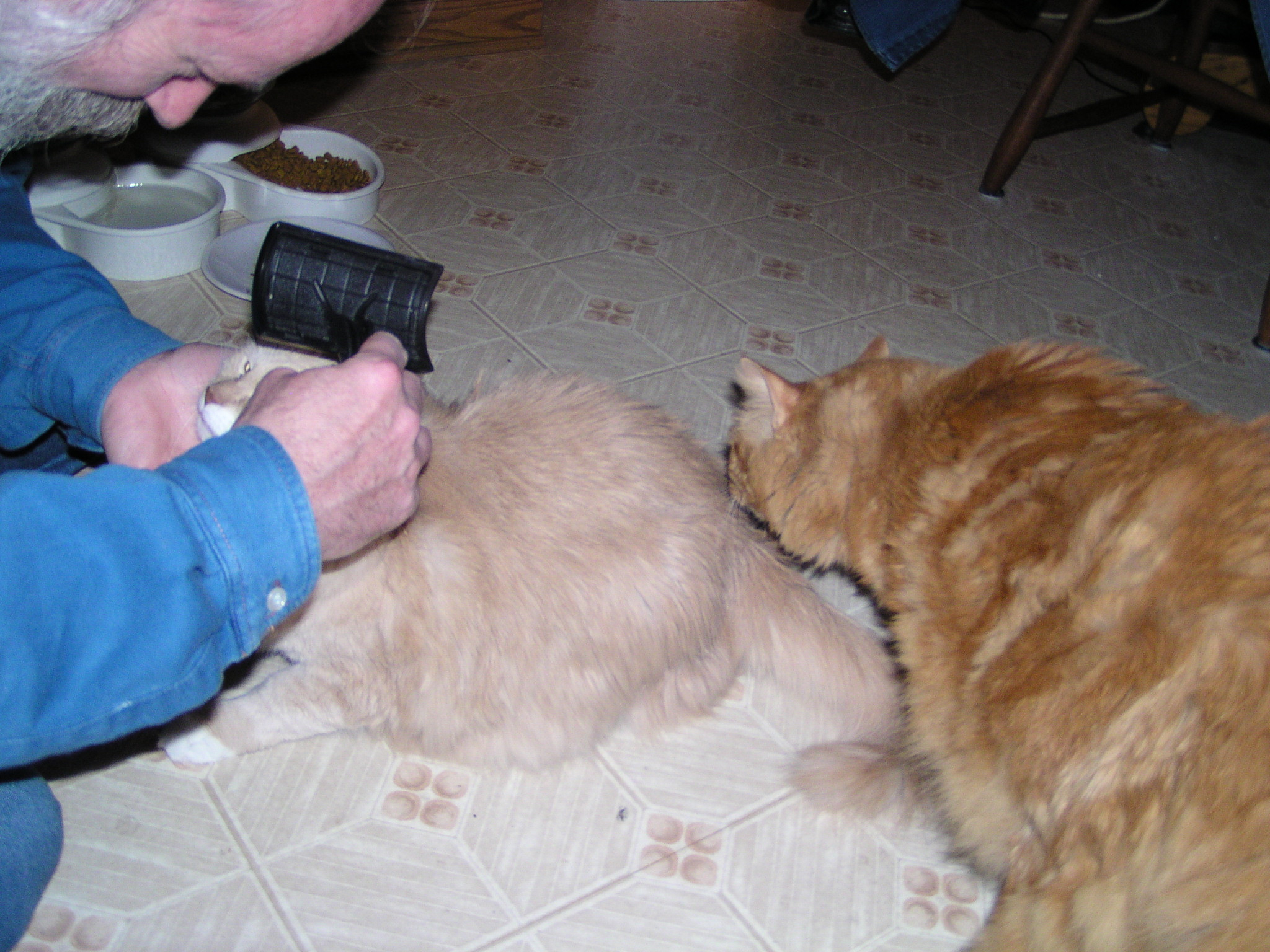 Brushing [Bella?] one of his cats 2003-Feb-21