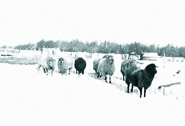 Wm Sylvester Van Tassel farm in Wilna