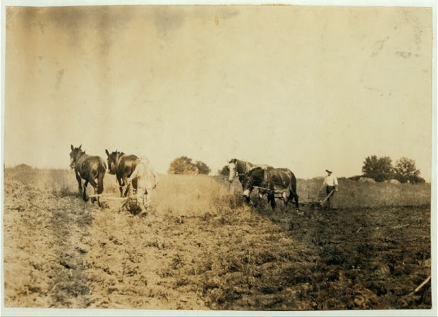 Plowing for wheat. Children are kept out of school for...