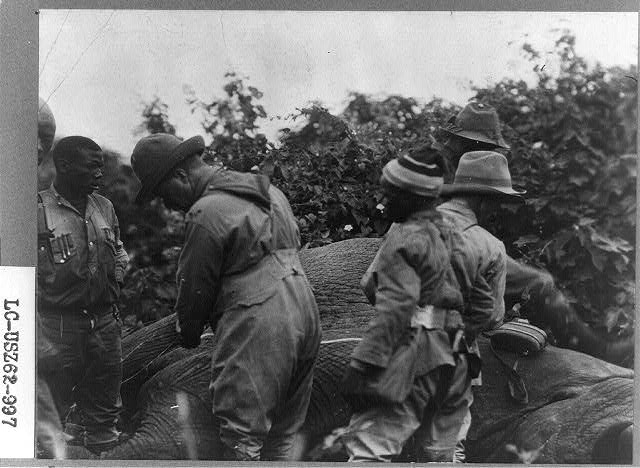 Col. Roosevelt measuring his second big bull