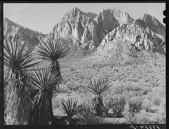 Yuccas and rock formations. Clark County, Nevada