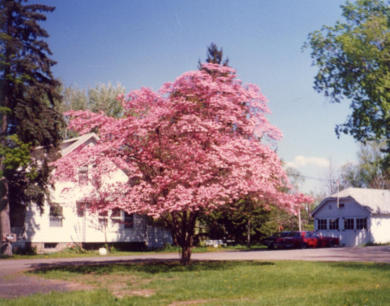 Pink dogwood tree, Smith's house