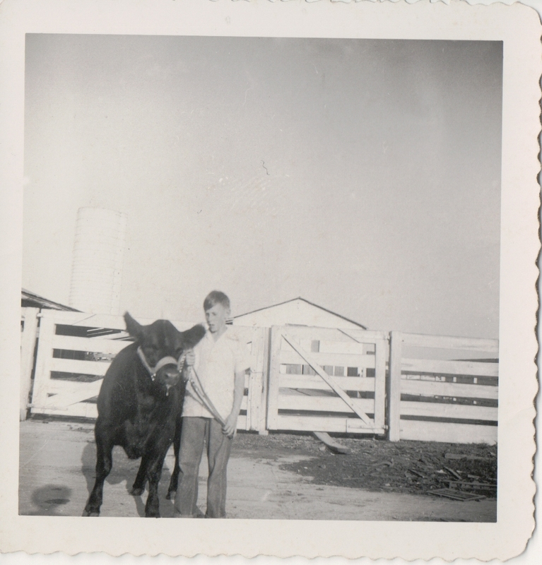 Carroll I. Mince with his 4-H steer on the Mince Farm