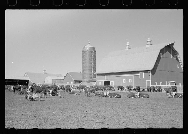 Cattle of Iowa corn farm, Grundy County, Iowa