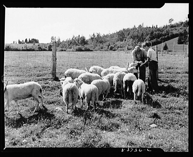 Fort Kent, Maine (vicinity). Sheep are raised for wool to...