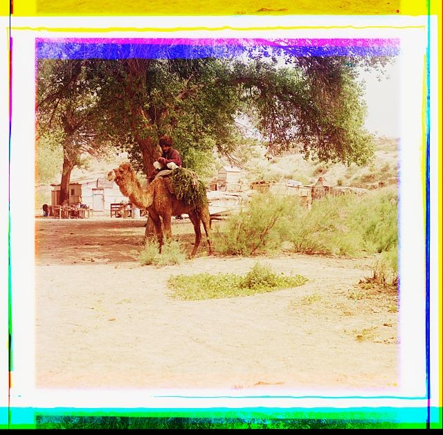 [Man on camel, buildings in background]