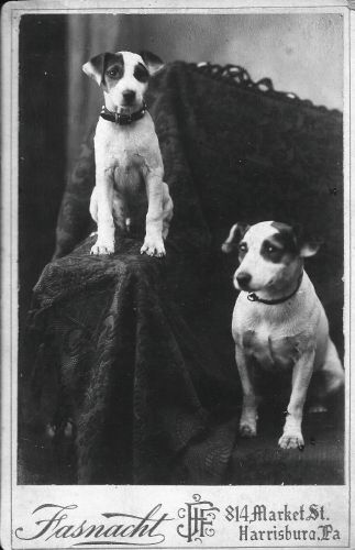 Warren Killheffer's dogs