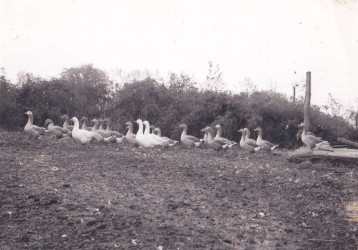 Dennis Vearl Barngrover