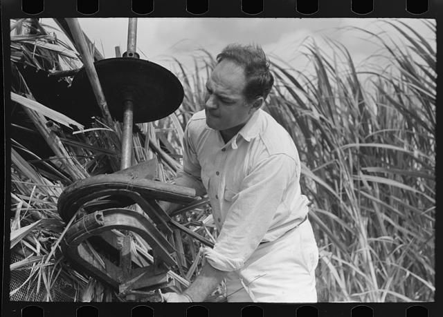 Mr. Wurtele, inventor of sugarcane harvester, attempting...