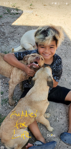 Dan and pups