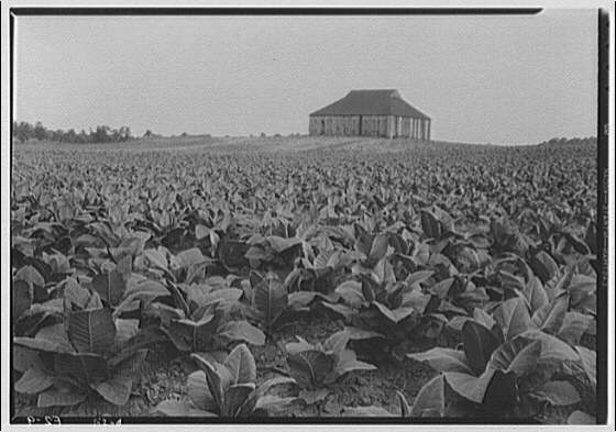 Farming scenes. Tobacco farm I