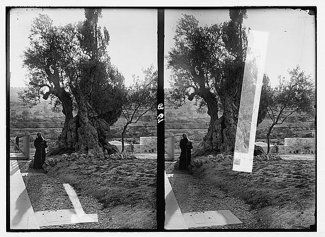 Mount of Olives, Bethany, etc. Tree of Agony
