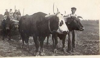 John Gordon Clay with oxen