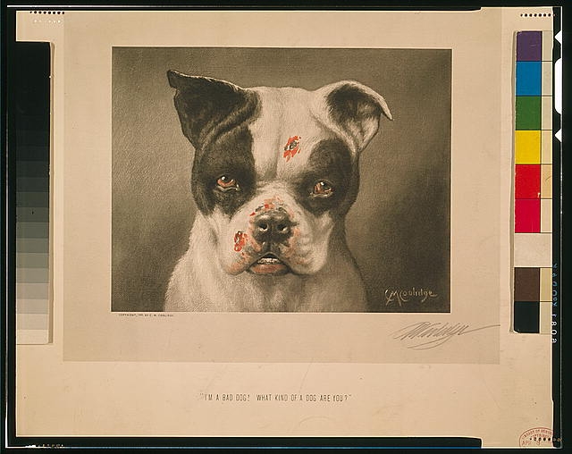 I'm a bad dog! What kind of a dog are you? / C. M. Coolidge.