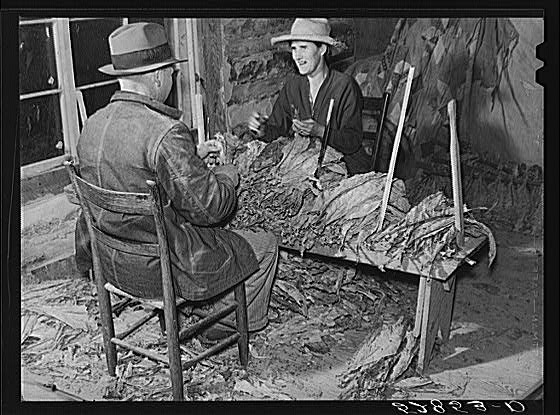 Mr. and Mrs. Fred Wilkins grading and stripping tobacco...
