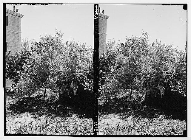 Agriculture, etc. Tamarisk tree in blossom. Common along...
