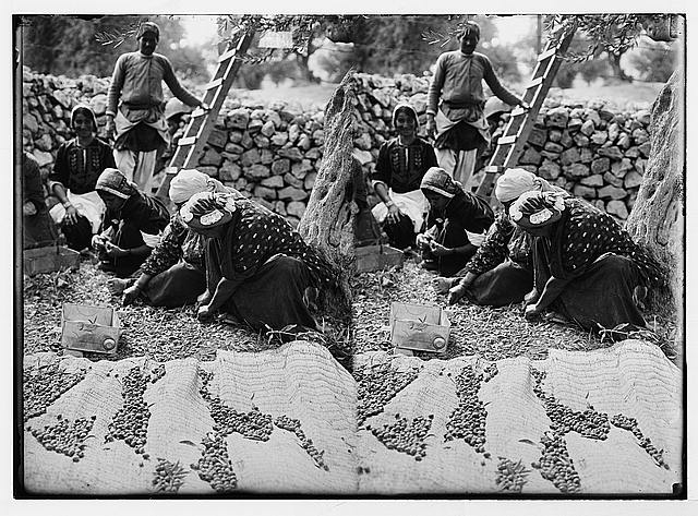 Costumes, characters, etc. Gathering olives from the ground