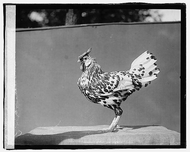 Govt. Farm, Beltsville, [Maryland]